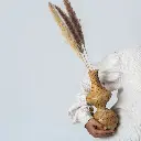 Untitled Capture11943 copy (1).webp