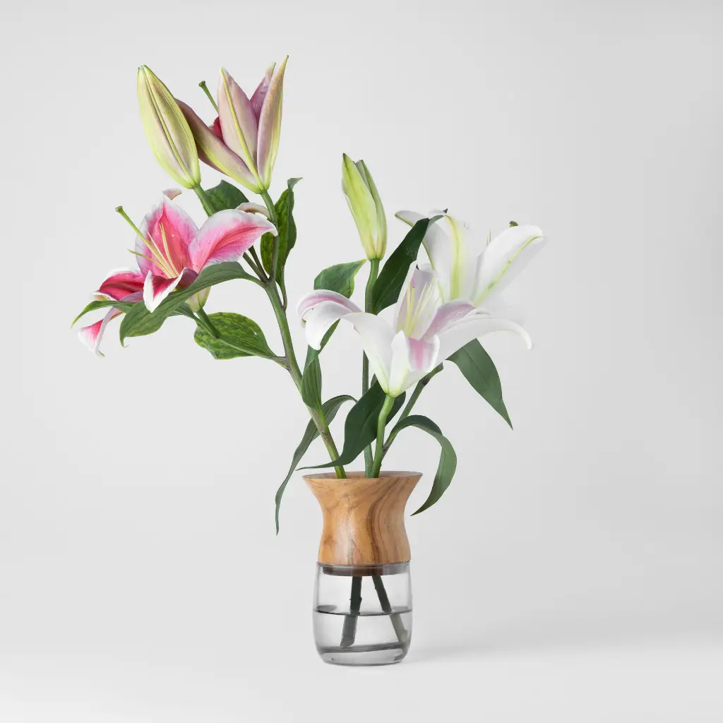 Suzu - image 02 - Gyara Gyara