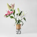 Suzu - image 02 - Gyara Gyara