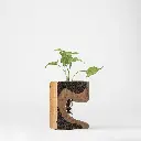 Untitled Capture11585 copy (2).webp