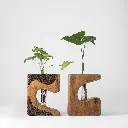 Ethera set of 2 -image - Gyara Gyara