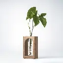 Verdant-C-image-GyaraGyara