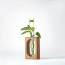 Verdant - B