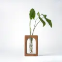 Verdant - C